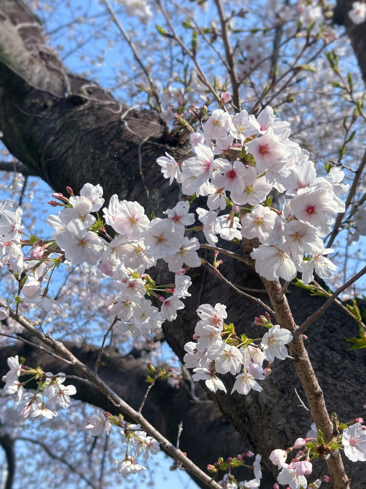 ブログ