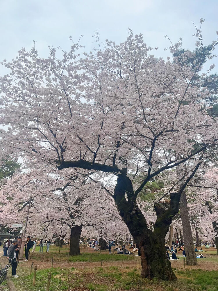 ブログ
