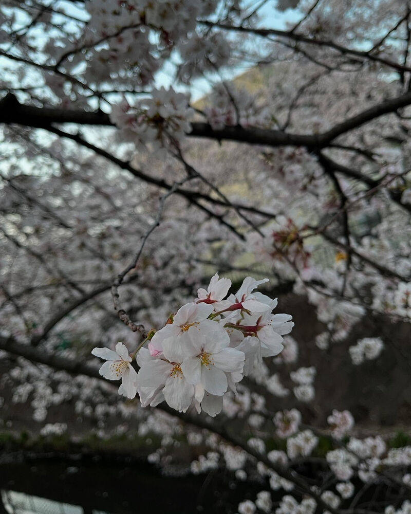 ブログ