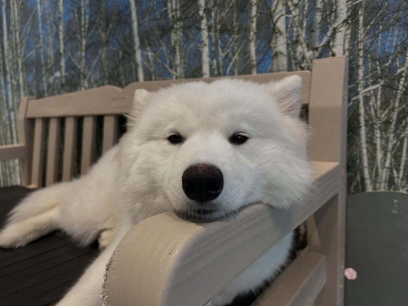 ブログ